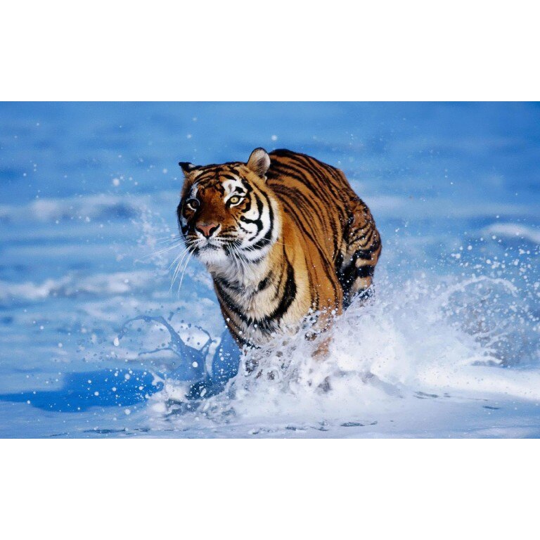 Tablou canvas Stapanul apei, 50x90 cm