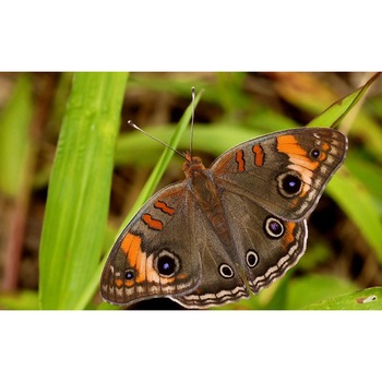 Tablou canvas Fluturele de aproape, 50x90 cm Tablou canvas Fluturele de aproape, 50x90 cm