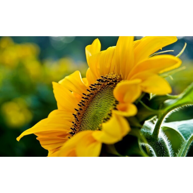 Tablou canvas Floarea Soarelui, 75x50 c,