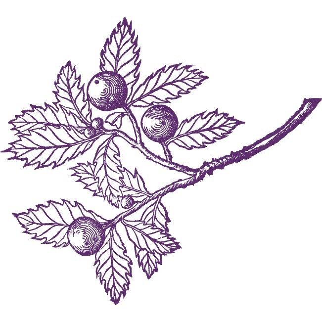 Creanga cu frunze - Sticker Decorativ - Indigo - 92 x 83 cm