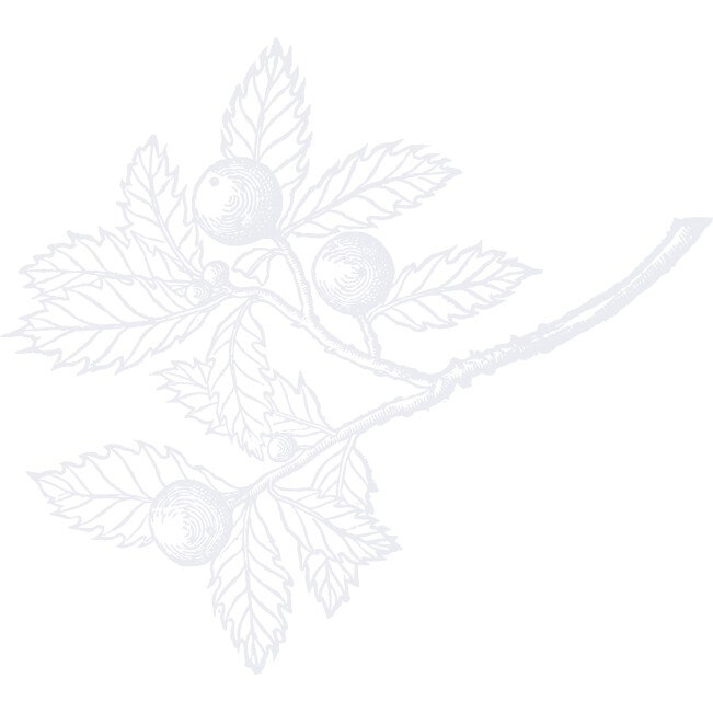 Creanga cu frunze - Sticker Decorativ - Alb polar - 92 x 83 cm