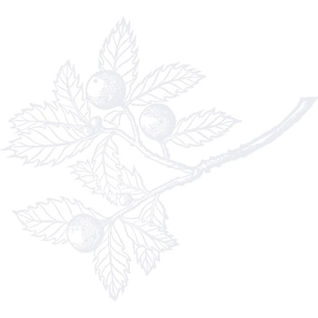 Creanga cu frunze - Sticker Decorativ - Alb polar - 92 x 83 cm Creanga cu frunze - Sticker Decorativ - Alb polar - 92 x 83 cm