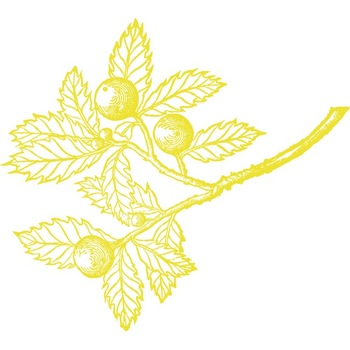 Creanga cu frunze - Sticker Decorativ - Lemon - 92 x 83 cm Creanga cu frunze - Sticker Decorativ - Lemon - 92 x 83 cm