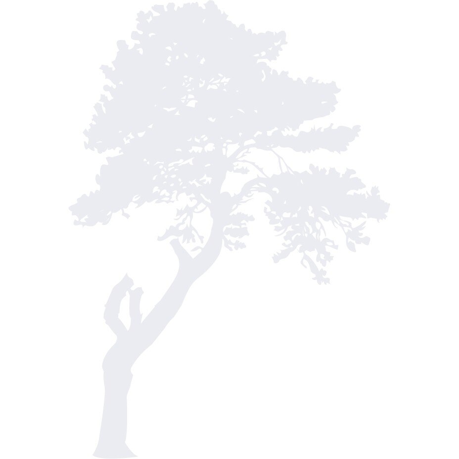 Arborele misterios - Sticker Decorativ - Alb polar - 83 x 117 cm
