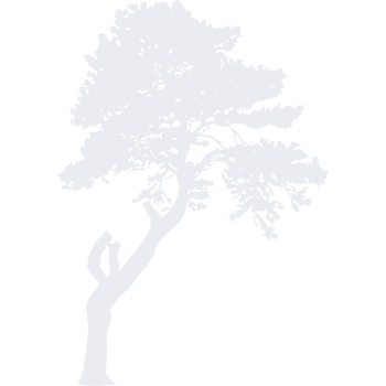 Arborele misterios - Sticker Decorativ - Alb polar - 110 x 156 cm Arborele misterios - Sticker Decorativ - Alb polar - 110 x 156 cm