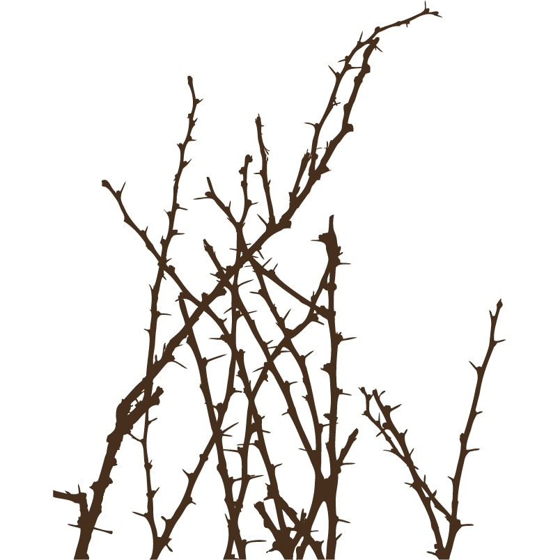 Planta cu spini - Sticker Decorativ - Choco - 83 x 102 cm