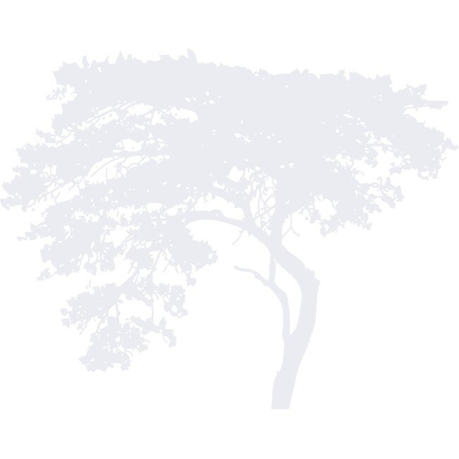 Copacul aplecat - Sticker Decorativ - Alb polar - 140 x 110 cm