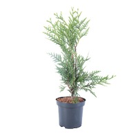 tuia - thuja plicata atrovirens 40 - 60 cm imagen 15_0_
0