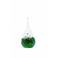 aranjament floral terariu cu planta suculenta si licheni splendor verde 23x9 cm imagen 7_1_
0