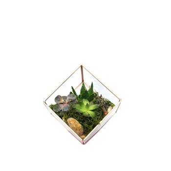 Terariu cu 3 plante suculente si pietre, Splendor, Verde, 20X19 cm Terariu cu 3 plante suculente si pietre, Splendor, Verde, 20X19 cm