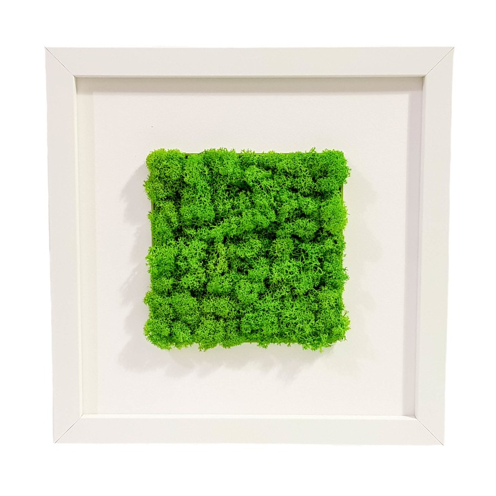 Tablou cu licheni Elli's Blooming Garden, green, Verde, alb, 25x25 cm