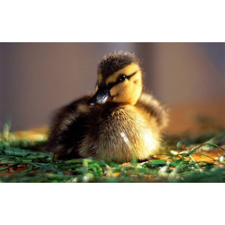 Tablou canvas Bobocul, 60x40 cm