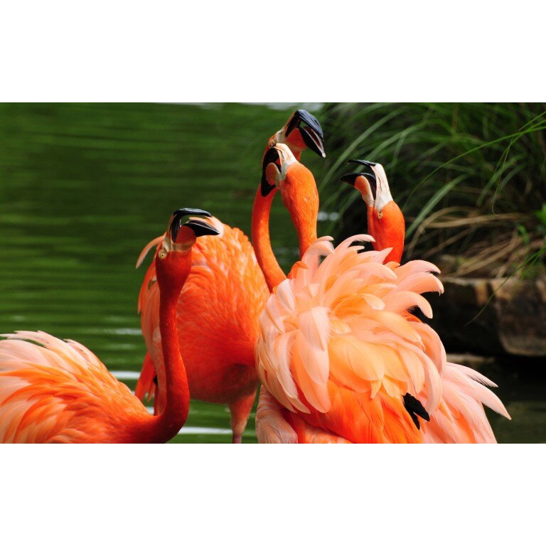 Tablou canvas Flamingo, 60x40 cm