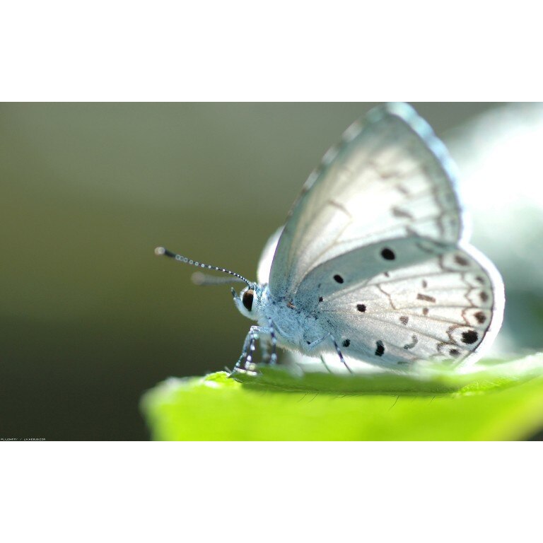 Tablou canvas Studiu pe fluture, 60x40 cm