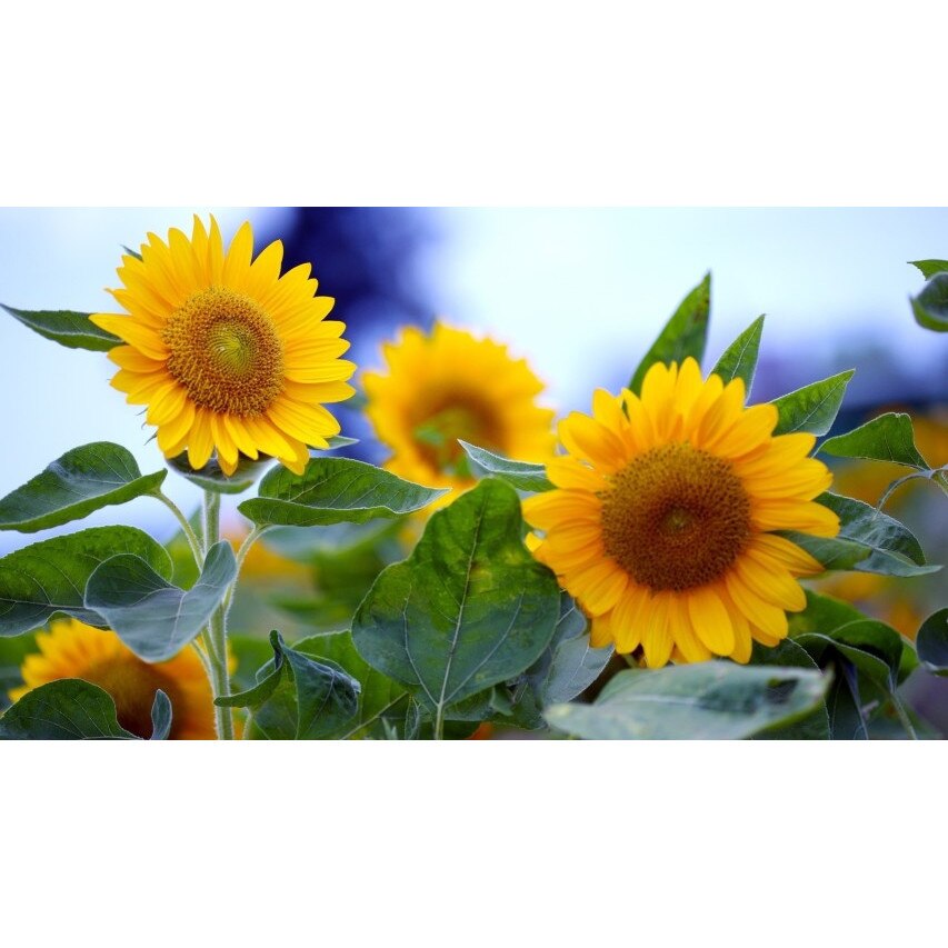 Tablou canvas Flori model 16, 60x40 cm