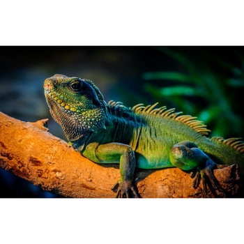 Tablou canvas Cameleonul multicolor, 75x50 cm Tablou canvas Cameleonul multicolor, 75x50 cm