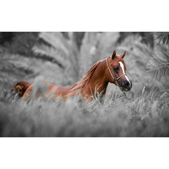 Tablou canvas Un cal maro, 100x70 cm