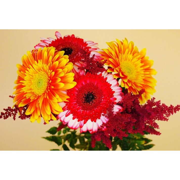 Tablou canvas Flori model 24, 50x35 cm