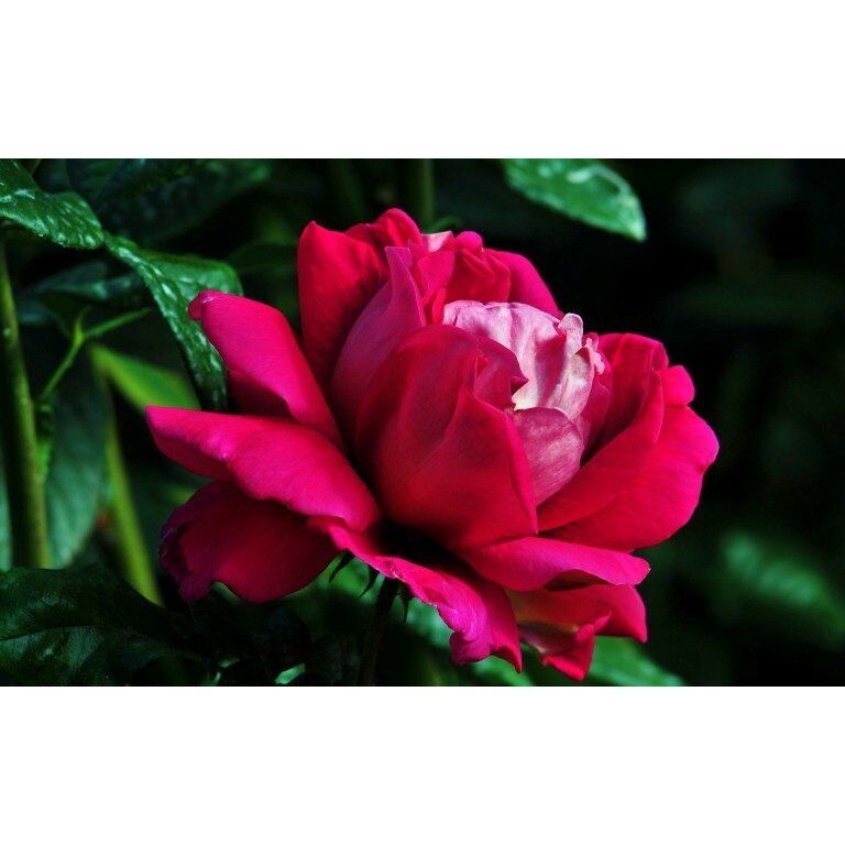 Tablou canvas Flori model 11, 100x70 cm