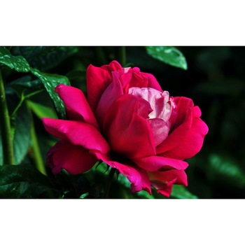 Tablou canvas Flori model 11, 60x40 cm Tablou canvas Flori model 11, 60x40 cm