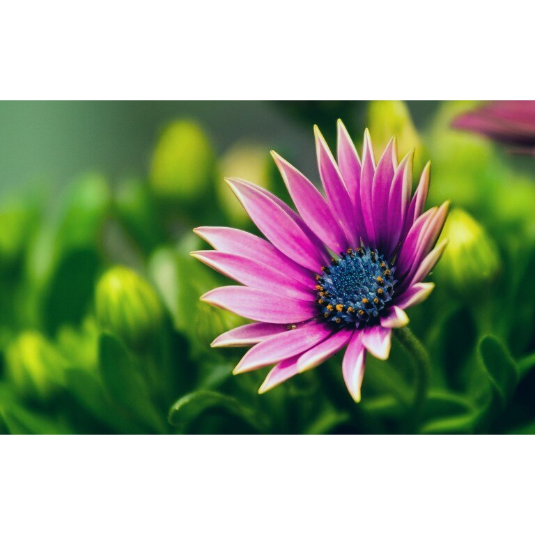 Tablou canvas Flori model 12, 100x70 cm