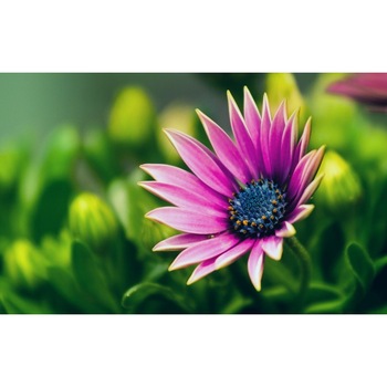 Tablou canvas Flori model 12, 75x50 cm Tablou canvas Flori model 12, 75x50 cm