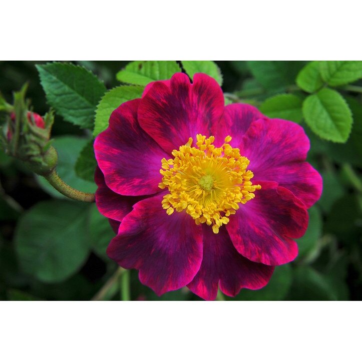 Tablou canvas Flori model 25, 50x90 cm