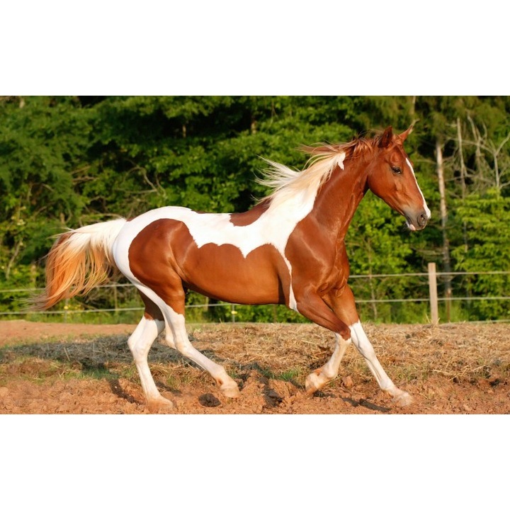 Fototapet autoadeziv Canvas Calul elegant, 100x70 cm