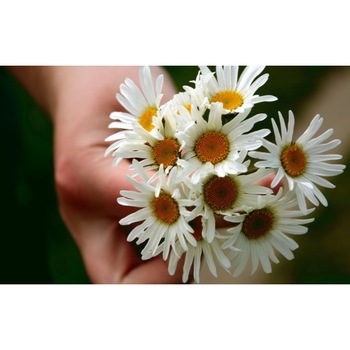 Tablou canvas Flori model 20, 60x40 cm Tablou canvas Flori model 20, 60x40 cm