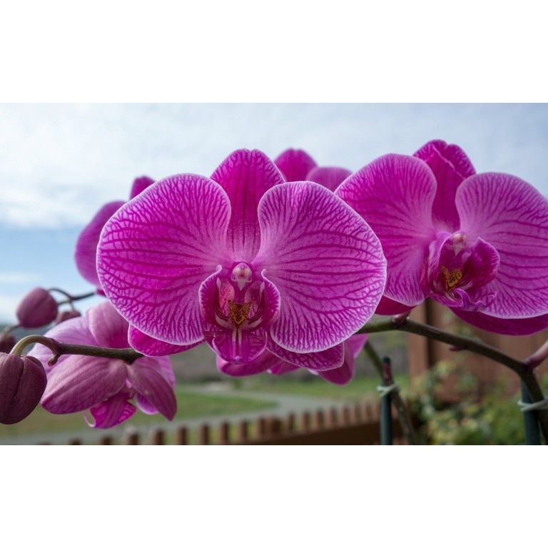 Tablou canvas Flori model 23, 75x50 cm