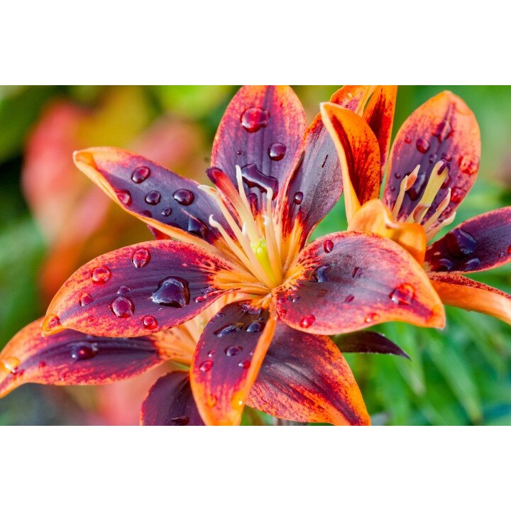 Tablou canvas Flori model 30, 60x40 cm