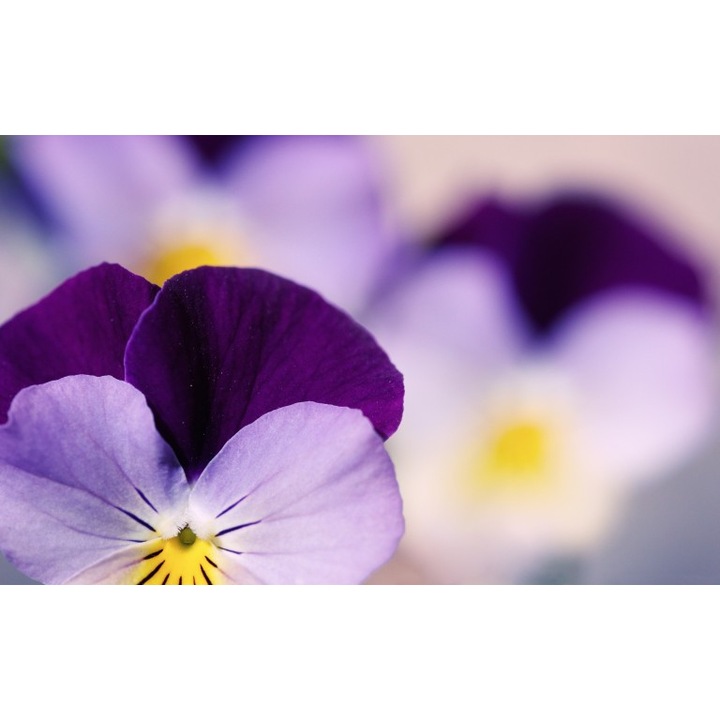 Tablou canvas Flori model 13, 100x70 cm