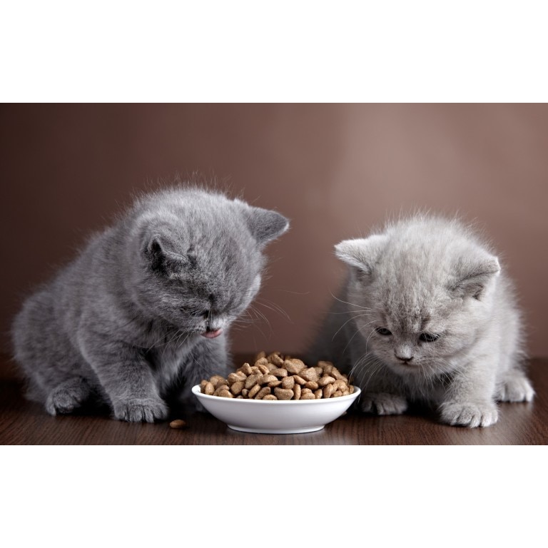 Tablou canvas Pisicute prietene, 75x50 cm