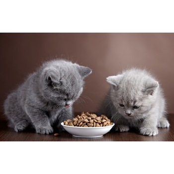 Fototapet autoadeziv Pisicute prietene, 70x105 cm Fototapet autoadeziv Pisicute prietene, 70x105 cm