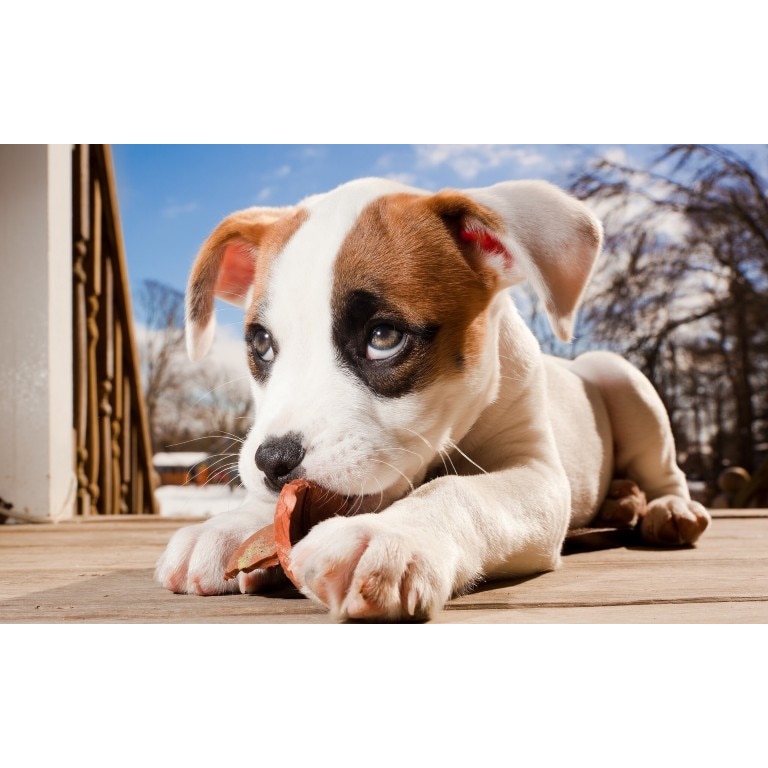 Tablou canvas Catelul dragut, 60x40 cm