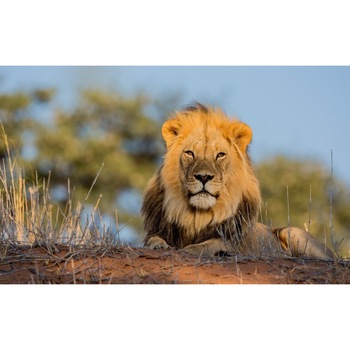 Tablou canvas Regele leu, 50x35 cm Tablou canvas Regele leu, 50x35 cm