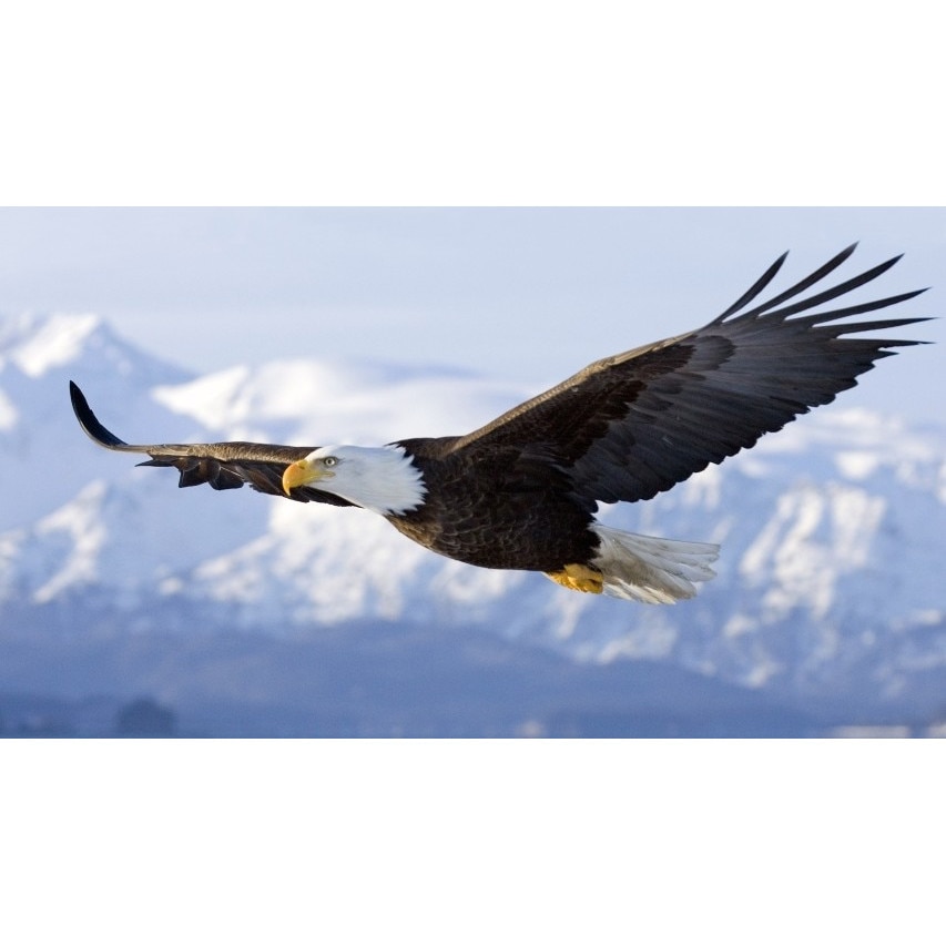 Tablou canvas I belive I can fly, 60x40 cm