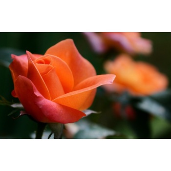 Tablou canvas Flori model 17, 60x40 cm Tablou canvas Flori model 17, 60x40 cm