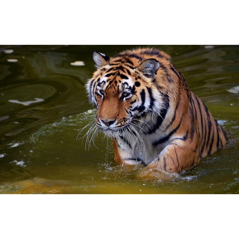 Tablou canvas Tigrul apelor, 60x40 cm