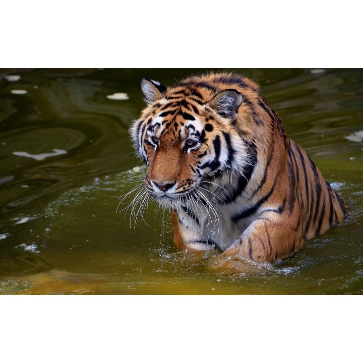 Tablou canvas Tigrul apelor, 40x30 cm