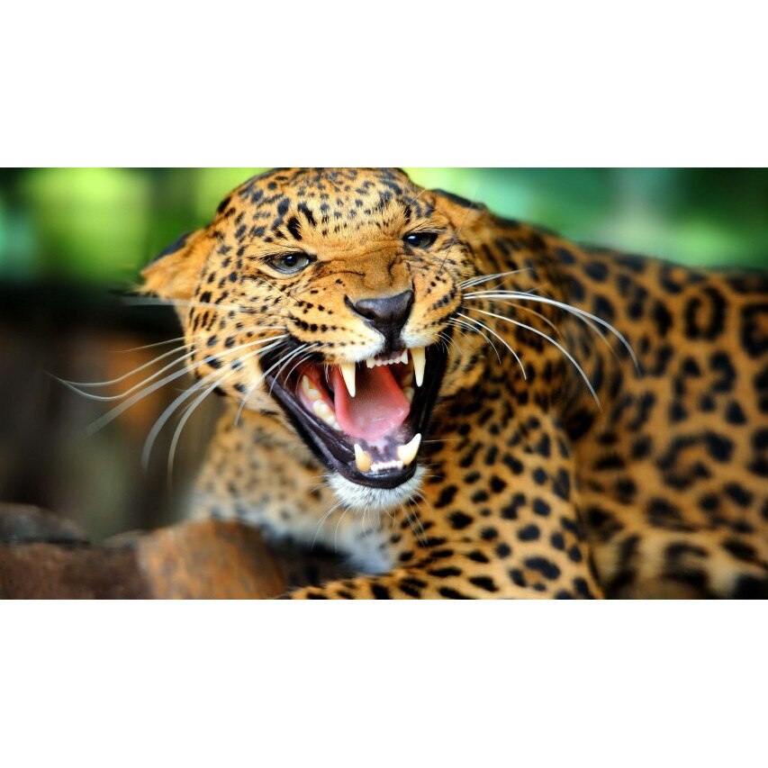 Tablou canvas Felina gata de atat, 50x90 cm