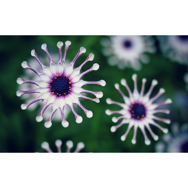 Fototapet autoadeziv Flori model 6, 75x110 cm