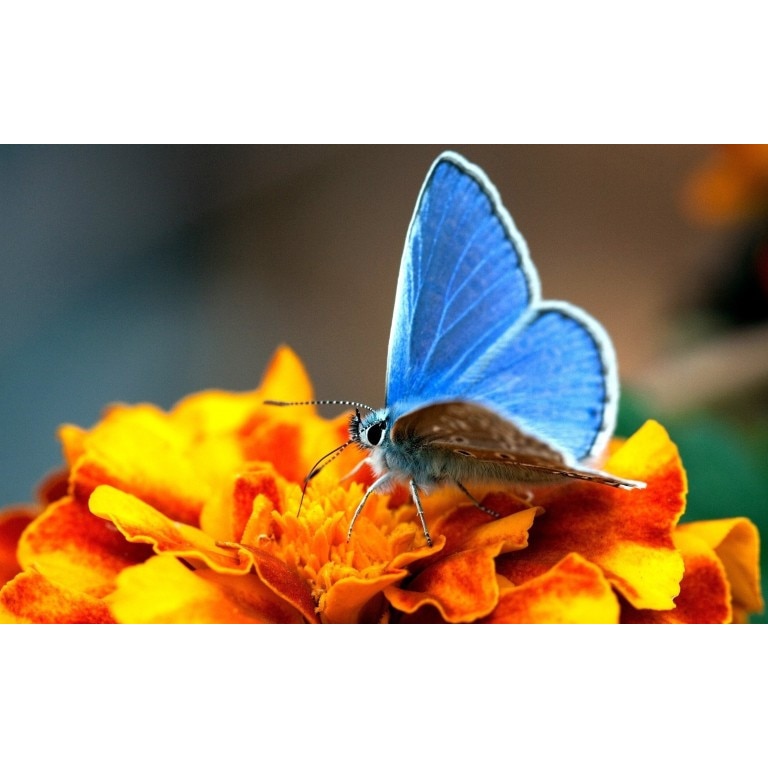 Tablou canvas Polenizare, 60x40 cm