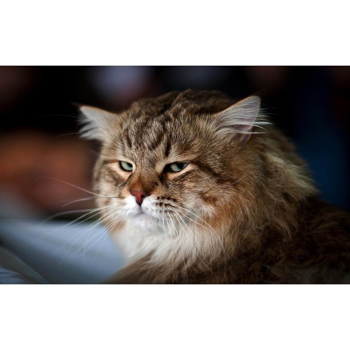 Fototapet autoadeziv Canvas Pisicuta fioroasa, 100x70 cm