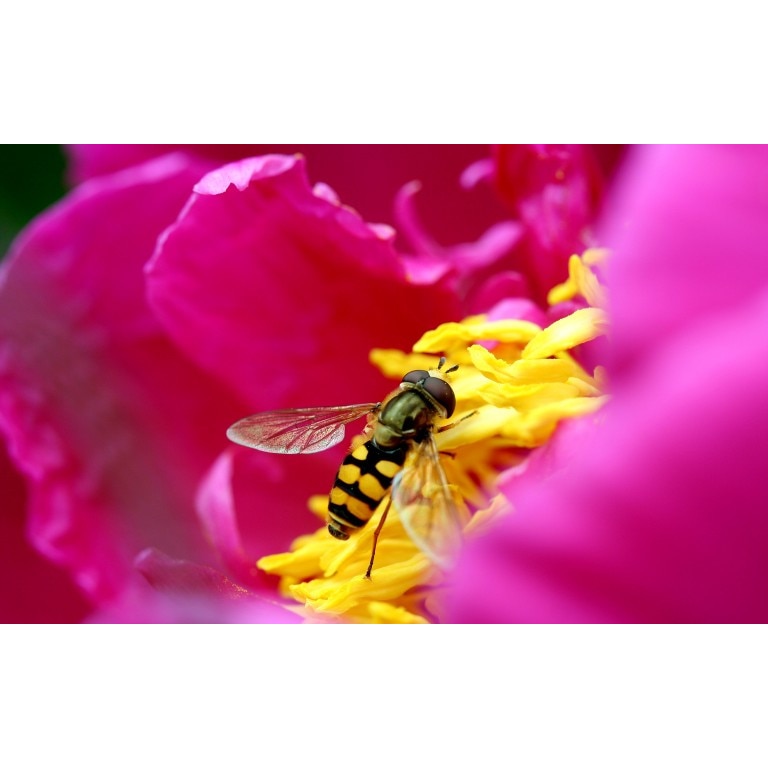 Tablou canvas Flori model 31, 60x40 cm