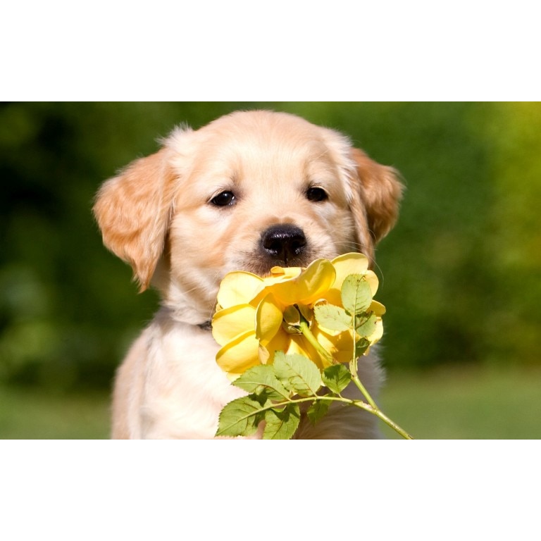 Tablou canvas Miros de floare, 60x40 cm