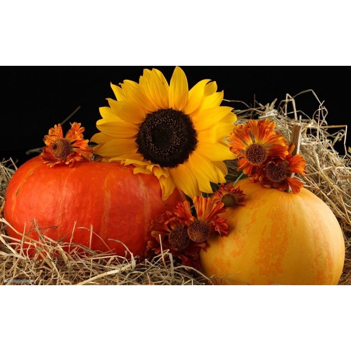 Fototapet autoadeziv Canvas Ziua recoltei, 100x70 cm