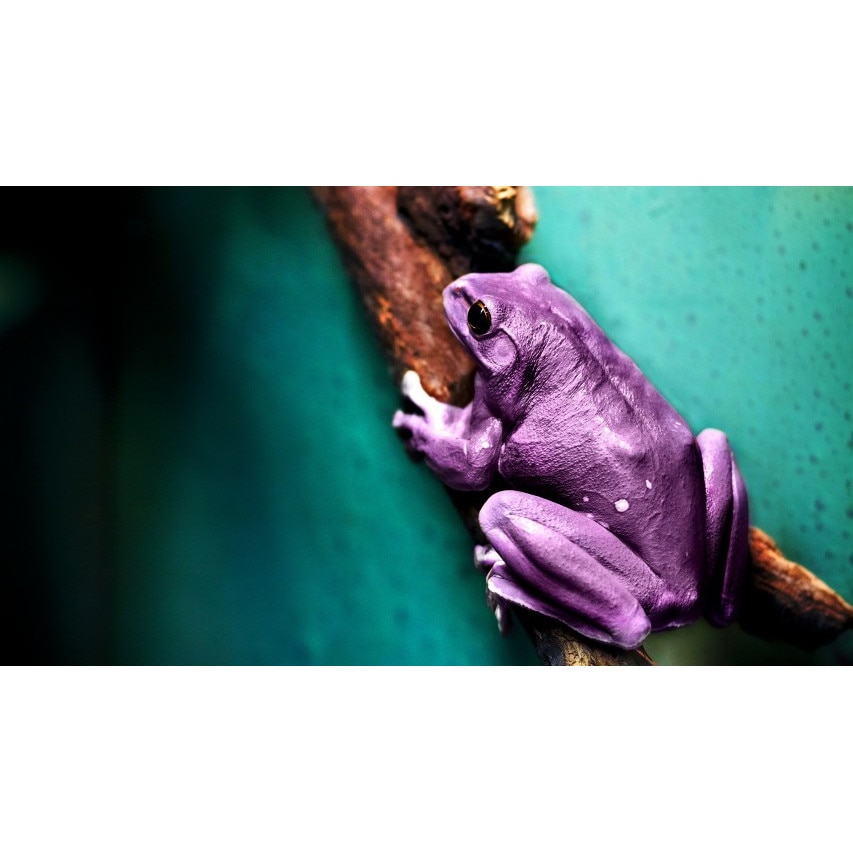 Tablou canvas Broasca purpurie, 60x40 cm