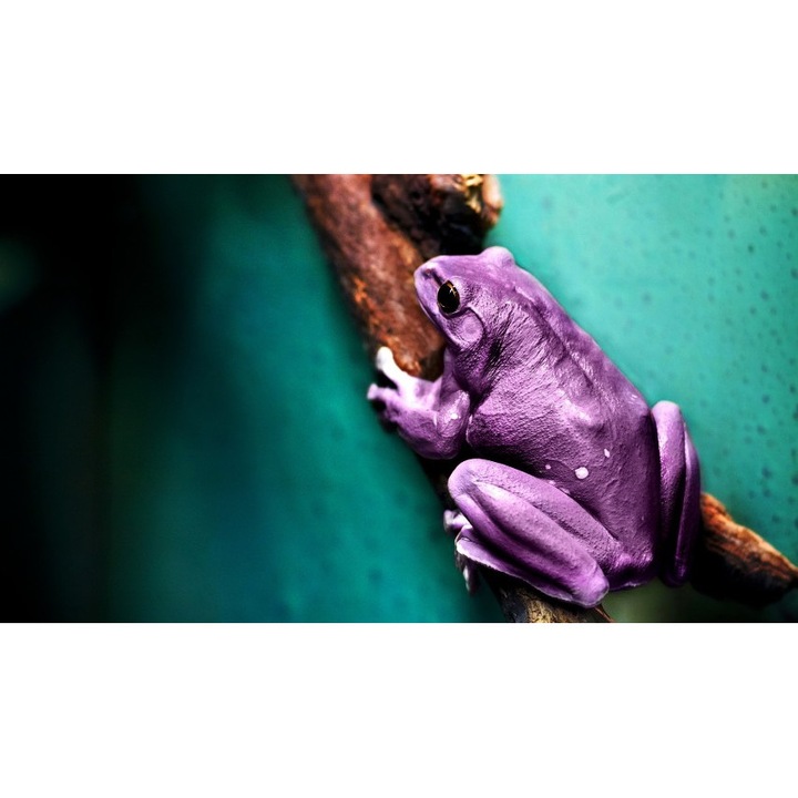 Fototapet autoadeziv Broasca purpurie, 70x120 cm