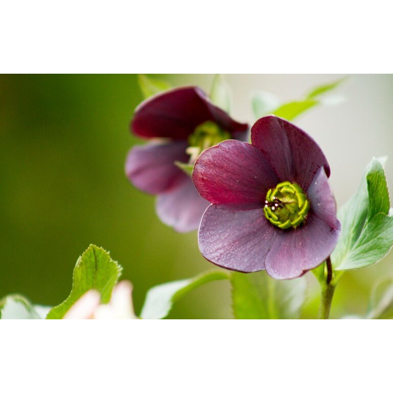 Tablou canvas Flori model 4, 75x50 cm